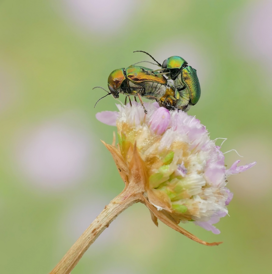 Chrysolina fastuosa. PE proszę. Zdjęcie 334041