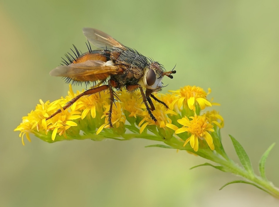 keni - Gymnosoma spp. PE. Zdjęcie 336733