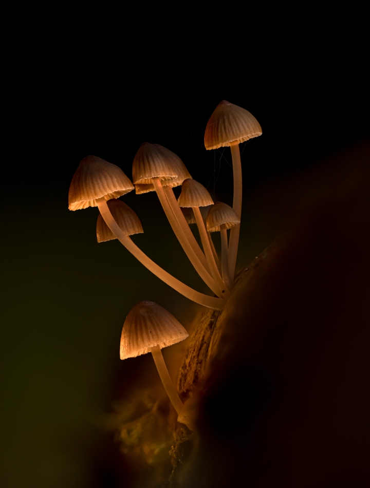 Grzybki. . Zdjęcie 336689