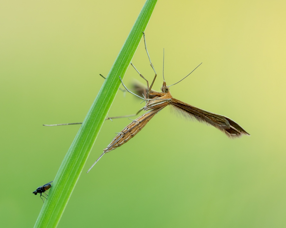assalga - Piórolotek Stenoptilia pterodactyla. . Zdjęcie 310795