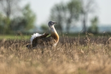 Great bustard