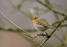 Robin