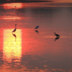 W świetle reflektorów
