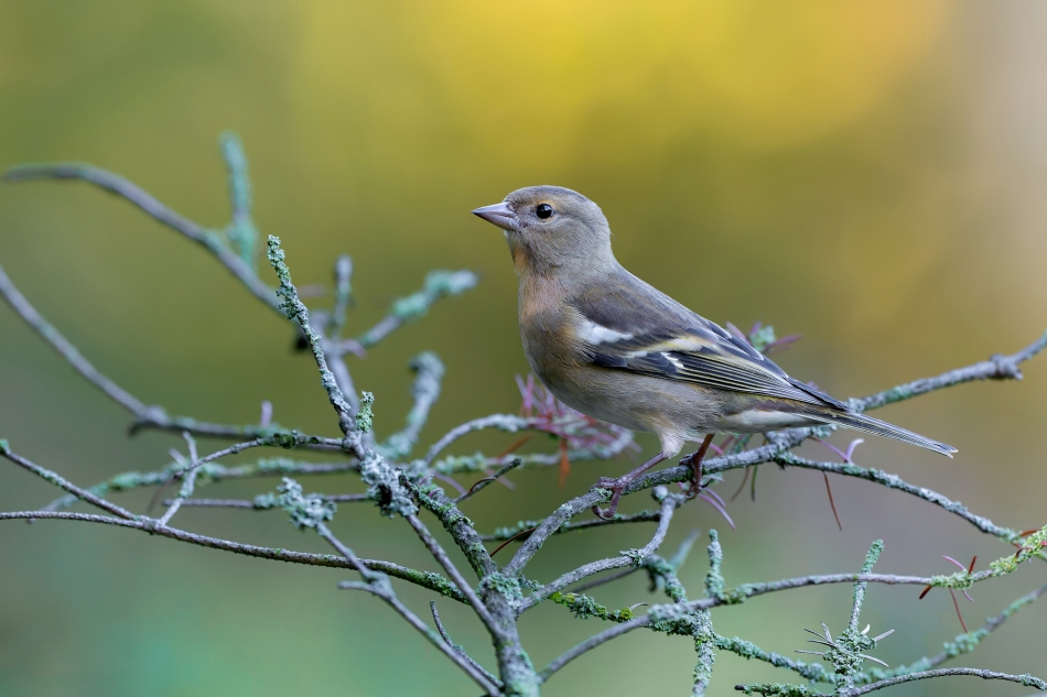 fotodam - W poplątaniu. Zięba (Fringilla coelebs). Zdjęcie 326982