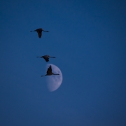 moonflight