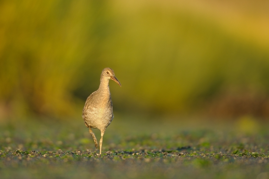 mundi - Wodnik długodzioby (łac. Rallus longirostris). . Zdjęcie 91878