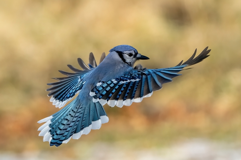 fotosc - Blue jay. . Zdjęcie 310121