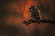 nocne łowy