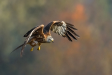 Kania Ruda, Red Kite (M...