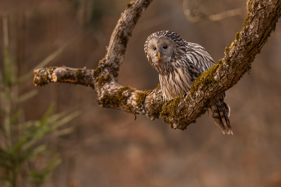 darek_d - wiosna. Bieszczady 2025. Zdjęcie 331909