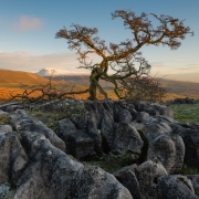 Hawthorn