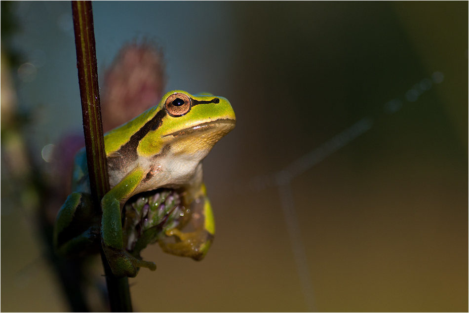 vodek - Hyla Arborea. Sytuacja zastana, zero aranżacji, światło również (wschodzące słoneczko). Zdjęcie 31559