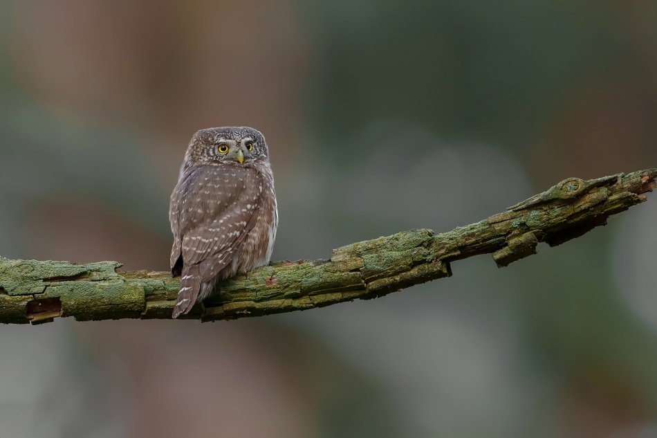 fotodam - Królowa lasów. Sóweczka. Zdjęcie 312916