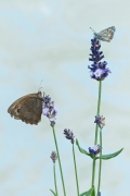 Lavender Stories II