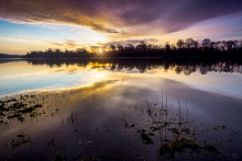 Narew
