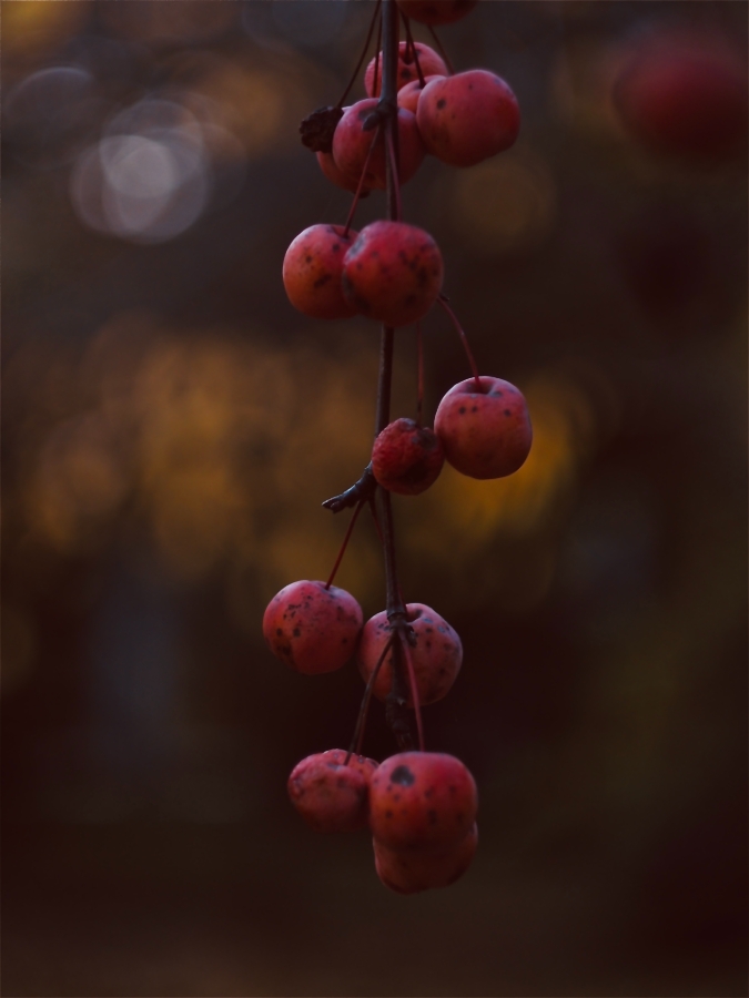 dziama0 - jesień . . Zdjęcie 336667