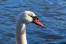Łabędź niemy