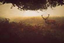 Once Upon a Forest 