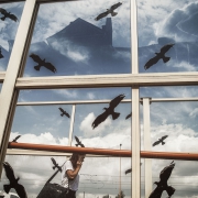 After birds