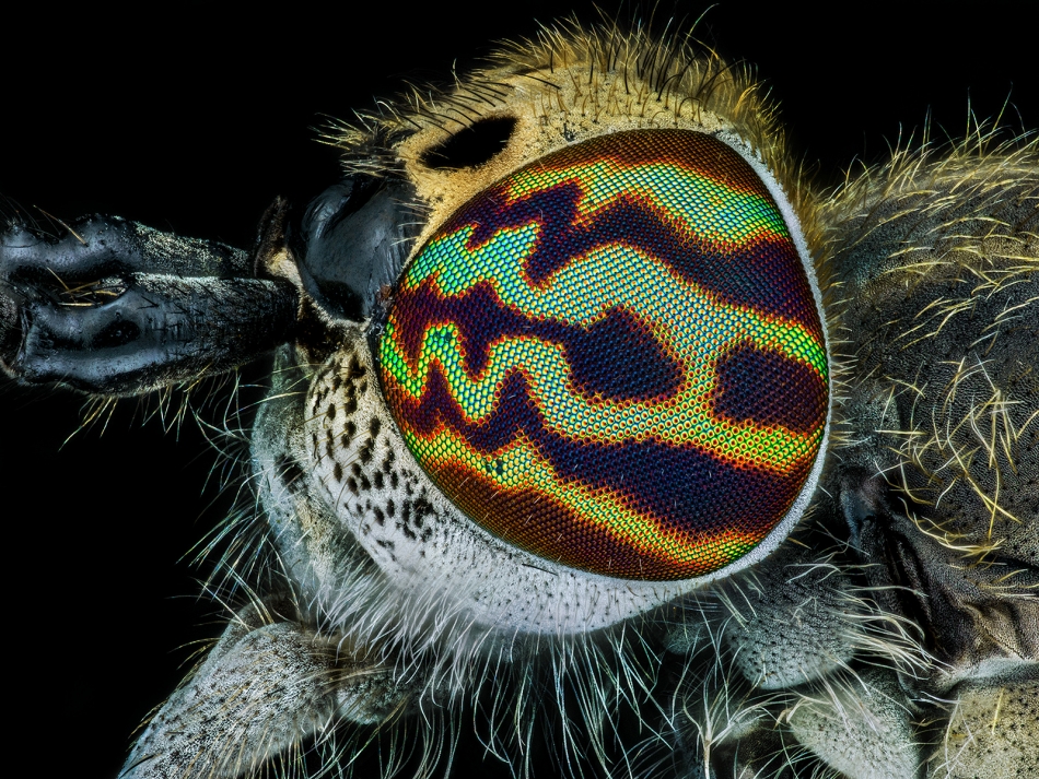 Jusznica deszczowa (Haematopota pluvialis).. . Zdjęcie 336366