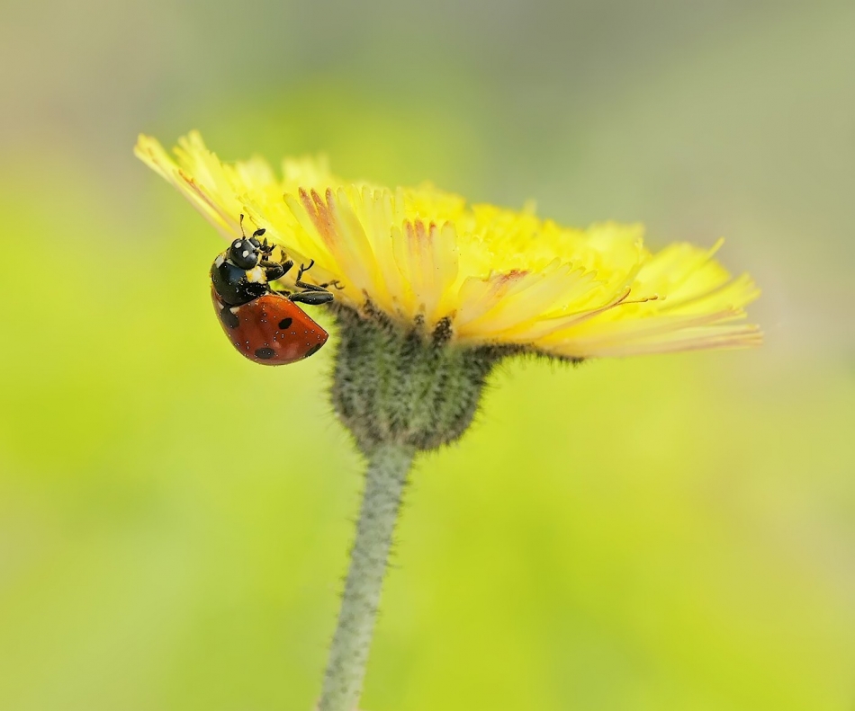 keni - Coccinella septempunctata. . Zdjęcie 324232