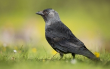 Kawka - corvus monedula