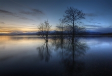Trossachs Trees