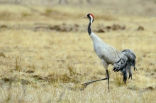 Grus grus