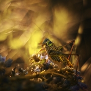 Skoczek