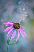 Jumper Flower