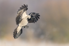 Wrona siwa, Hooded Crow...