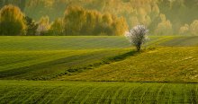 Wiosna.