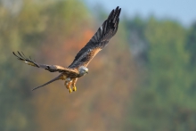Kania Ruda, Red Kite (M...