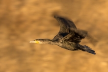 Phalacrocorax carbo 