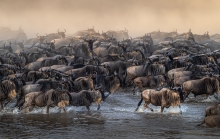 Antylopy Gnu przekracza...