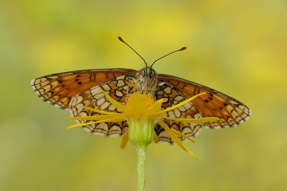 keni - . PE. Zdjęcie 199782