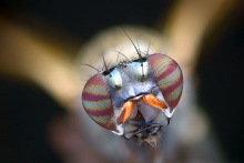 Extreme Macro
