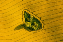 Migdałek
