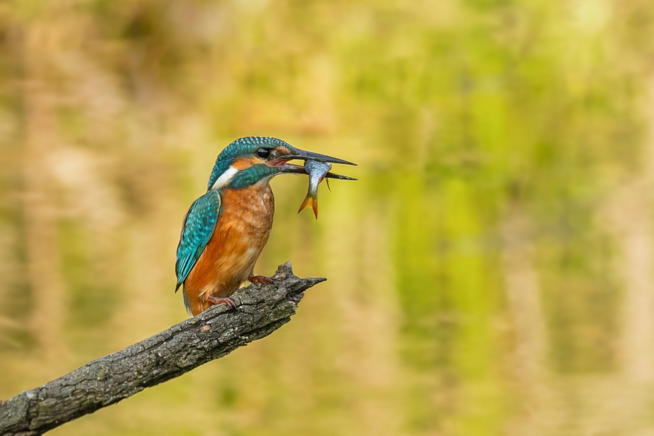 raftik - Zimorodek, Common Kingfisher (Alcedo atthis) ... 2023r. . Zdjęcie 318506