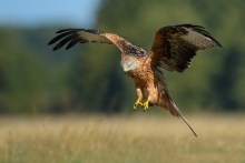 Kania Ruda, Red Kite (M...