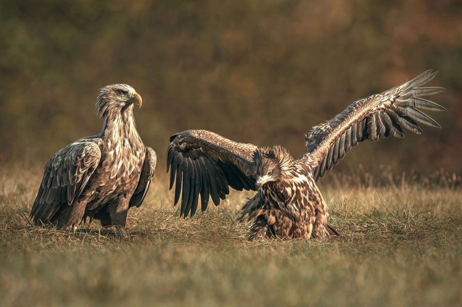 arkadiusz_fotografia - Przywódca może być tylko jeden. . Zdjęcie 330371