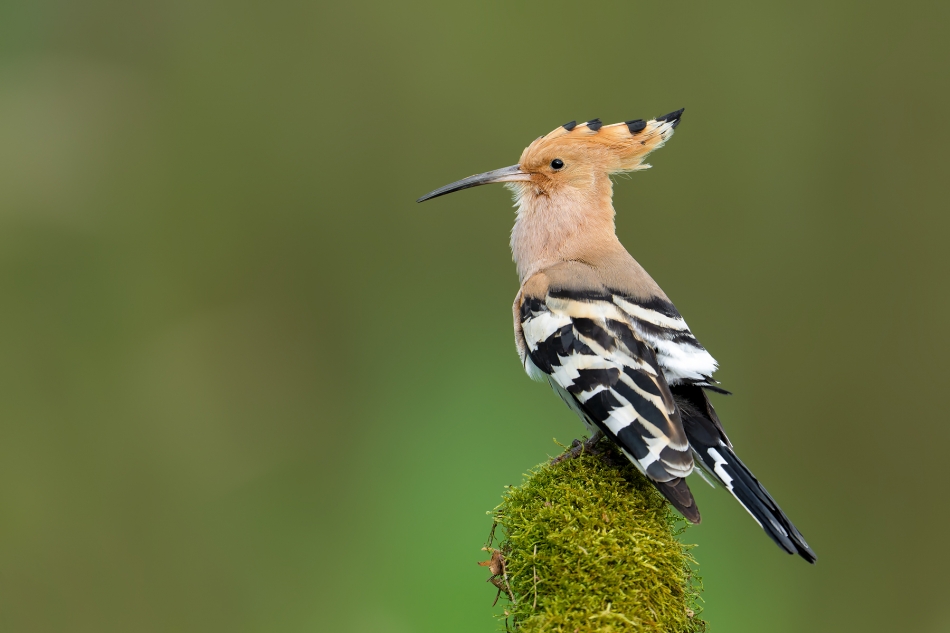 fotodam - Dudek. Dudek (Upupa epops). Zdjęcie 323806