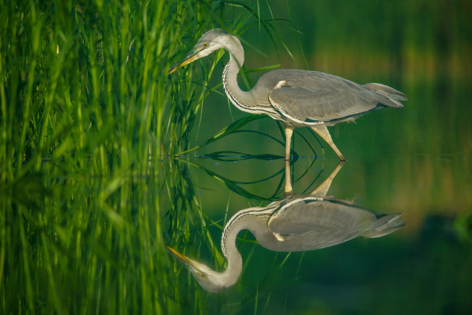amigamedia - Paweł i Gaweł.  Czapla siwa (Ardea cinerea)  . Zdjęcie 271090