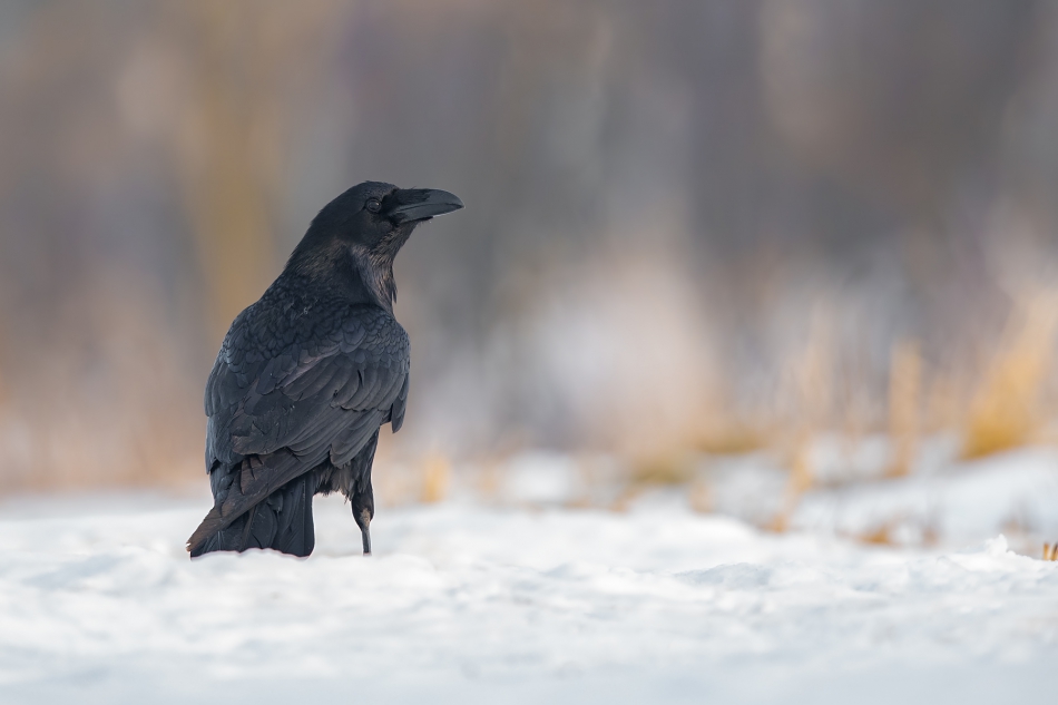 fotodam - Czarny Książę . Kruk (Corvus corax). Zdjęcie 284233
