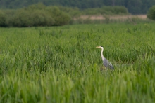 Czapla siwa (Ardea cine...