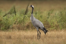 Grus grus