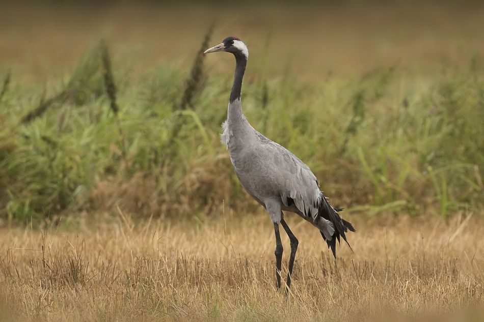 koliber1 - Grus grus. . Zdjęcie 305919