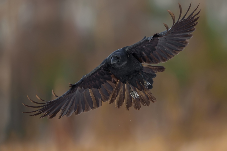 fotodam - Czarny Anioł. Kruk (Corvus corax) Common Raven. Zdjęcie 329755