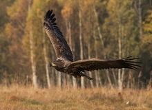koncentracja