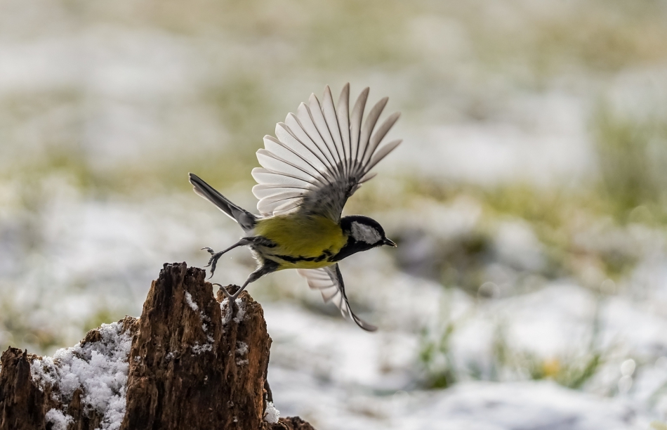 amigamedia - Odlotowy start.  Sikorka bogatka (Parus major). Przyroda naszego regionu - Czyżowice. Sony ILCE-7M3+Sony SEL200600G FE 200-600mm; Przysłona: f/6,3; Czas ekspozycji: 1/4000 s; ISO: 1600; Ogniskowa: 400 mm. Zdjęcie 299364